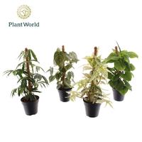 Houseplants mosstick in varieties