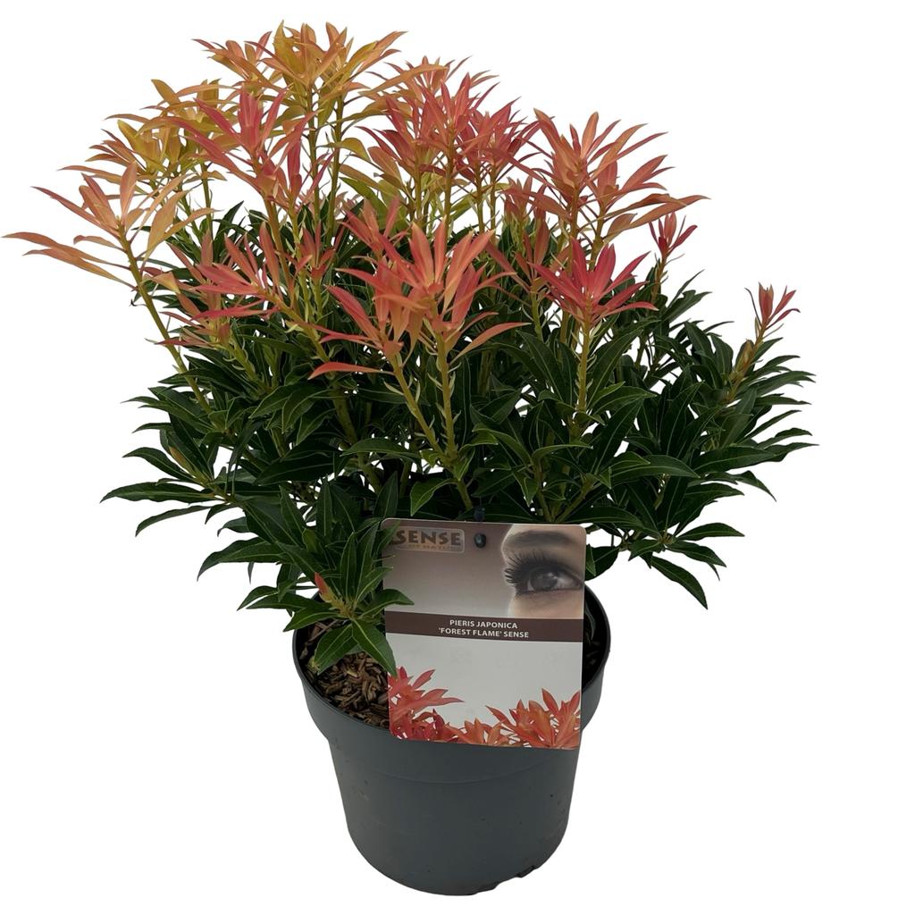 Picture of Pieris jap. Forest Flame P19 (3 Ltr)