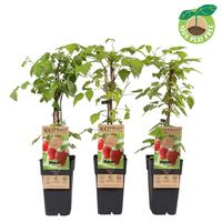 Rubus idaeus Zefa