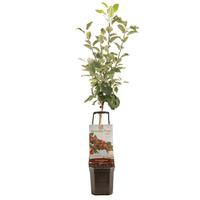 Malus dom. Santana - Wonder Tree