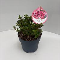 Escallonia lae. Red Dream