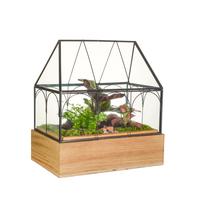 Wardians Terrarium - Wardian Case TWO small
