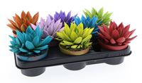Echeveria Miranda in varieties Rainbow