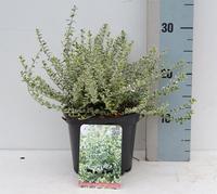 Euonymus fort. Silver Carpet