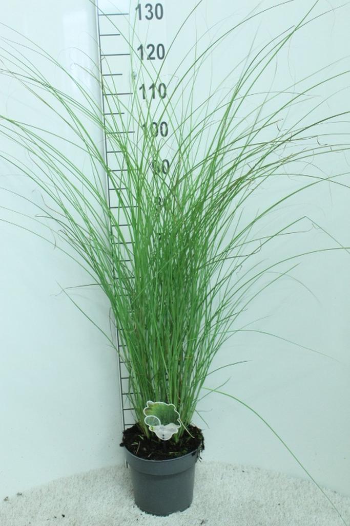 Picture of Miscanthus sinensis Gracillimus P23 (5 Ltr)