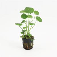 Hydrocotyle vulgaris