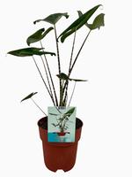 Alocasia Zebrina (Peat Free)