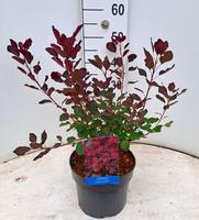 Cotinus cogg. Dusky Maiden