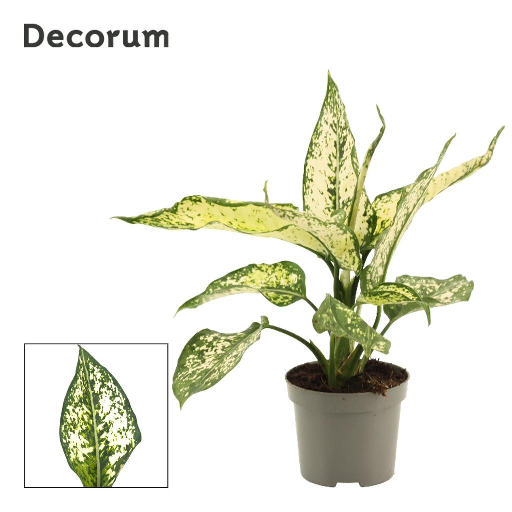 Obrazek Aglaonema White Diamond (Decorum) P9 28CM