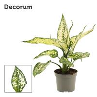 Aglaonema White Diamond