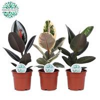 Ficus Elastica in 2-3 varieties