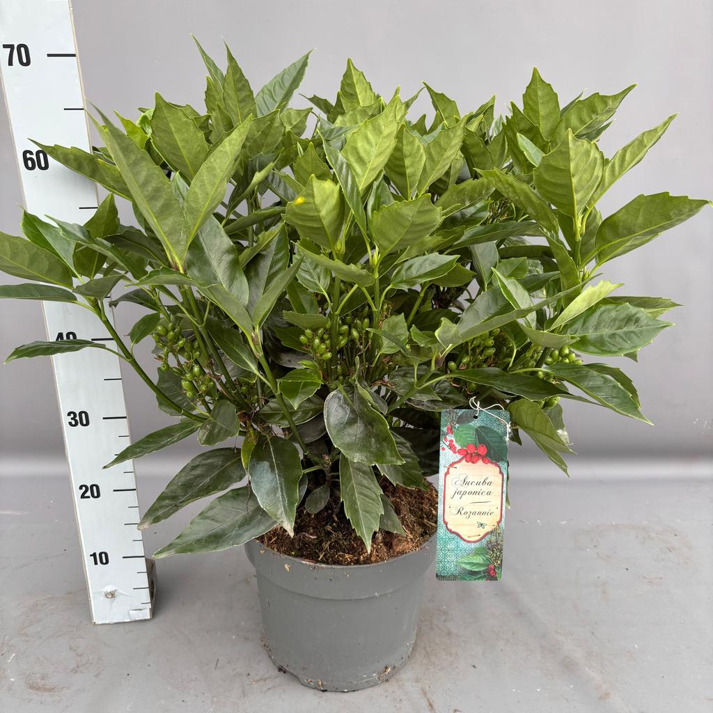 Image de Aucuba japonica Rozannie P26 (7.5 Ltr)