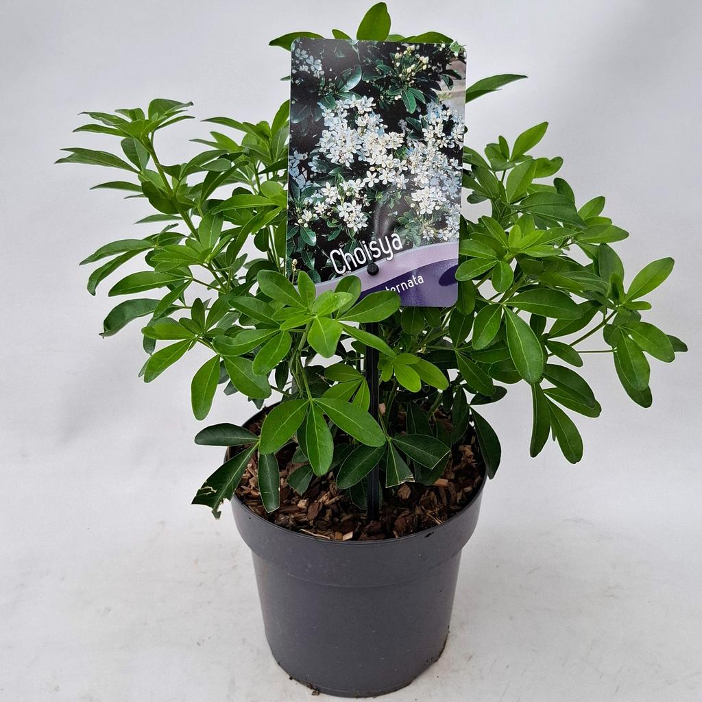 Picture of Choisya ternata P17 (2 Ltr)