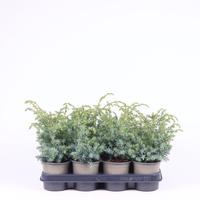 Juniperus chin. Blue Alps