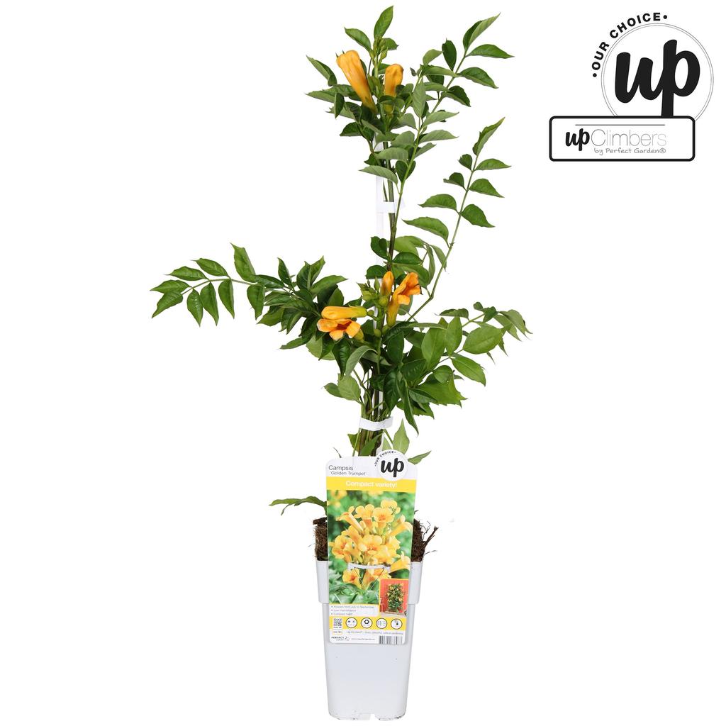 Obrazek Campsis tag. Golden Trumpet P15