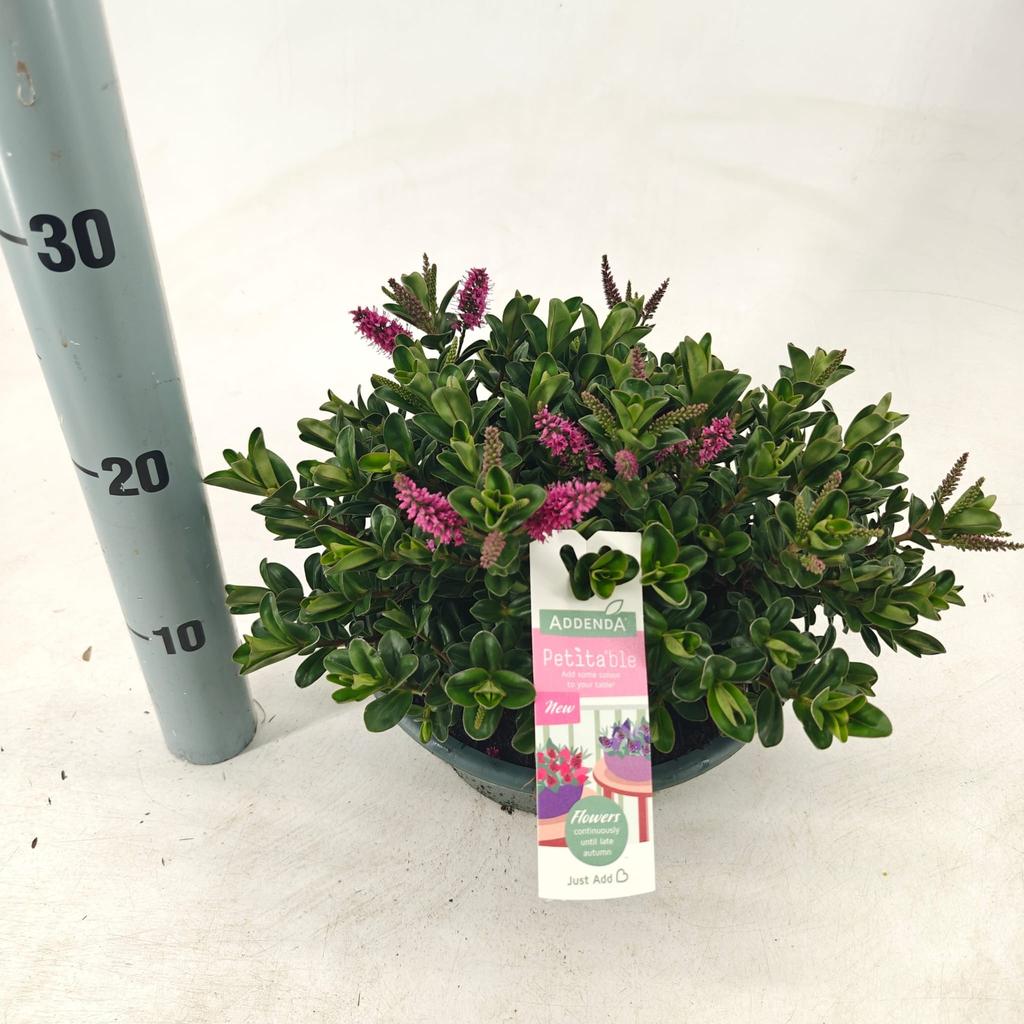 Picture of Hebe Petita Pink (Addenda) bowl P23 Bowl