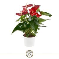 Anthurium Red Champion