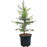 Cedrus libani