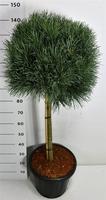 Pinus syl. Watereri