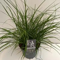 Pennisetum al. Hameln