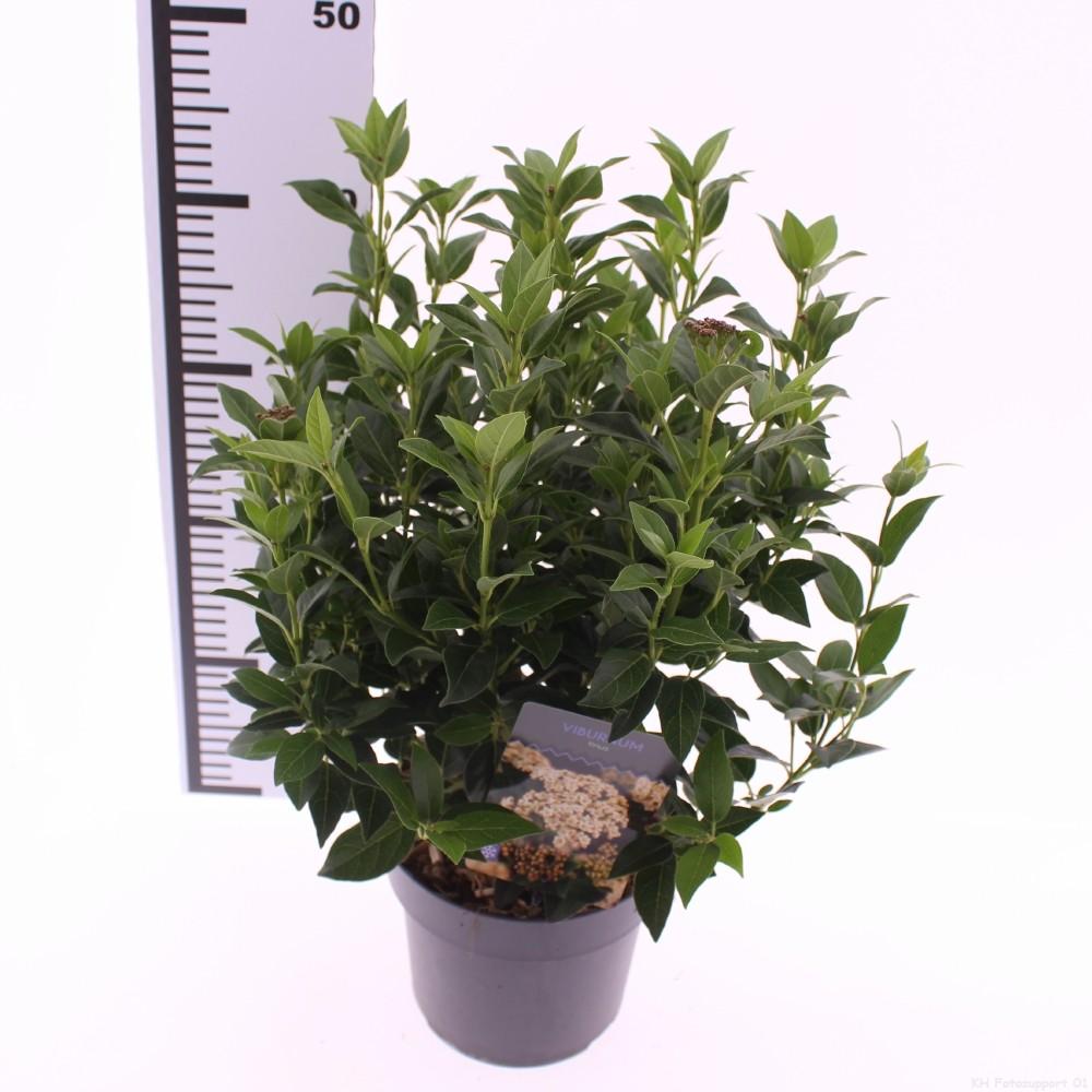 Picture of Viburnum tinus P17 (2 Ltr)