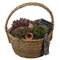PTS7386 Arrangement Sempervivum in willow basket