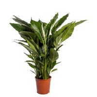 Spathiphyllum Sweet Sebastiano blanco sleeve