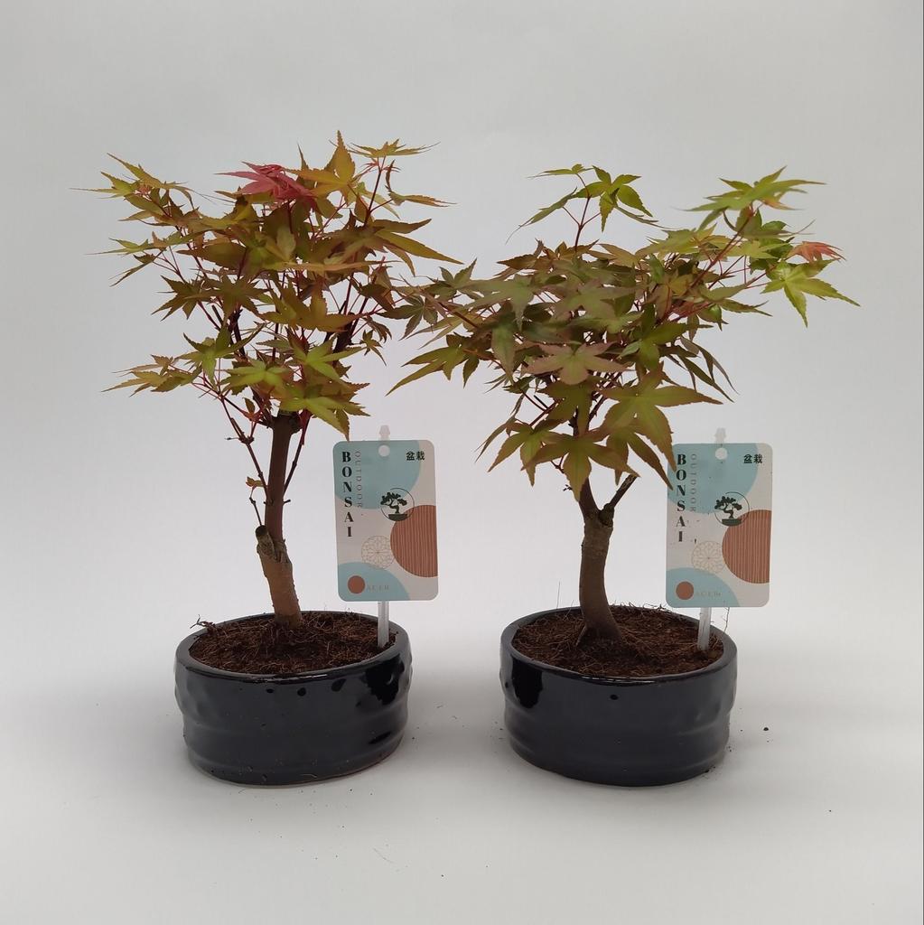 Obrázek Bonsai Acer in varieties (outdoor) P12 BONSAI