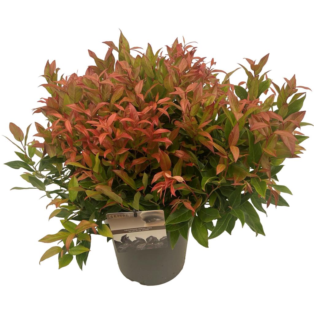 Picture of Leucothoe Scarletta P23 (5 Ltr)