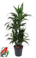 Dracaena Janet Craig 60-carrousel