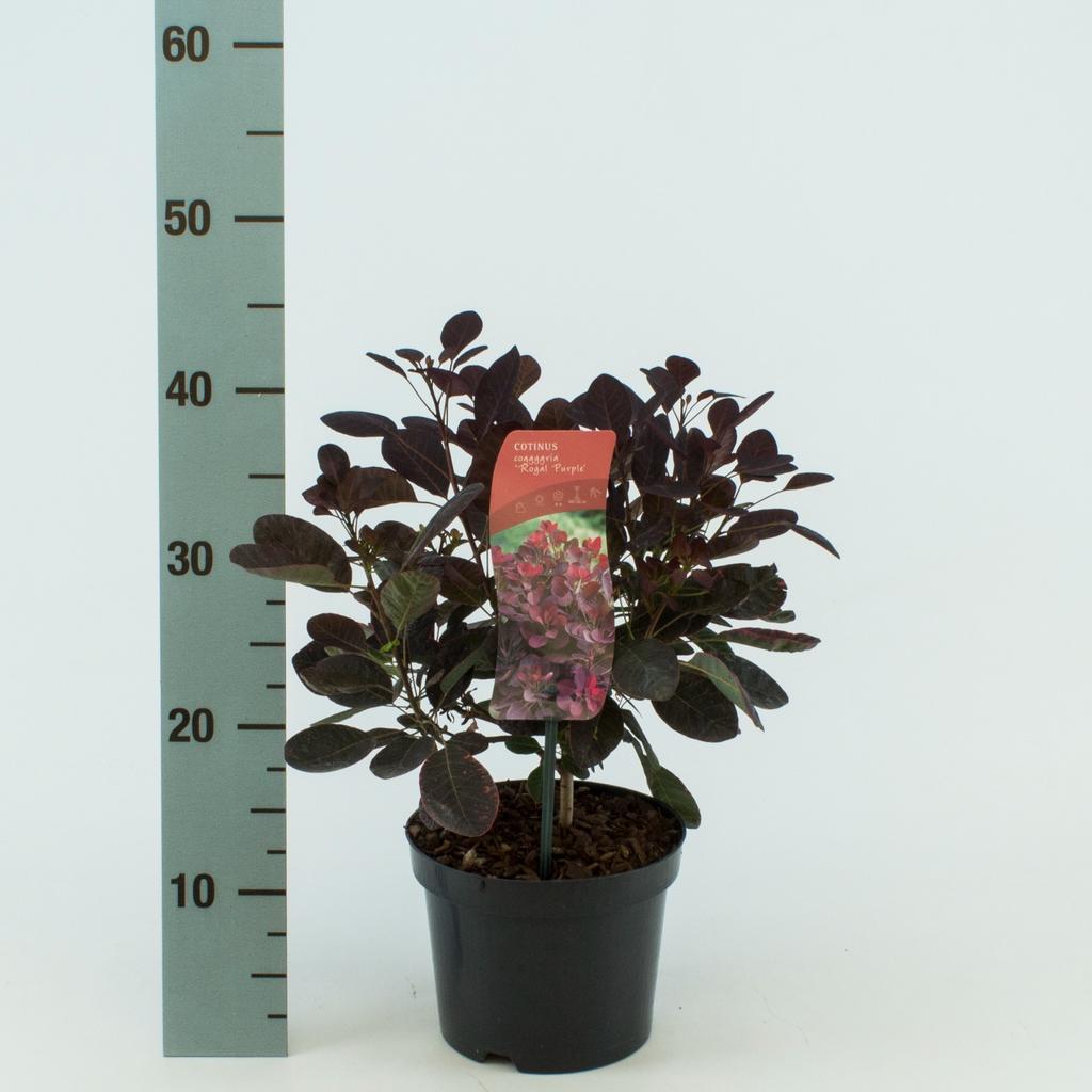 Picture of Cotinus cog. Royal Purple P17 (2 Ltr)