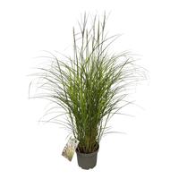 Miscanthus sin. Kleine Silberspinne