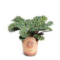 Ctenanthe Burle-Marxii