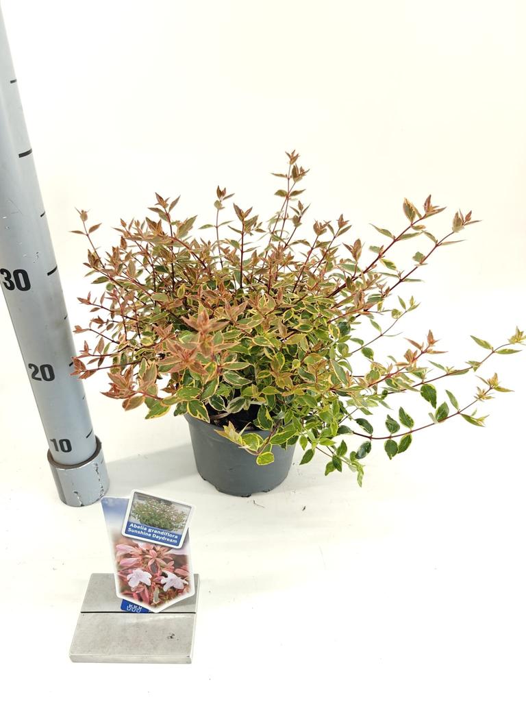 Picture of Abelia gra. Sunshine Daydream P17 (2 Ltr)