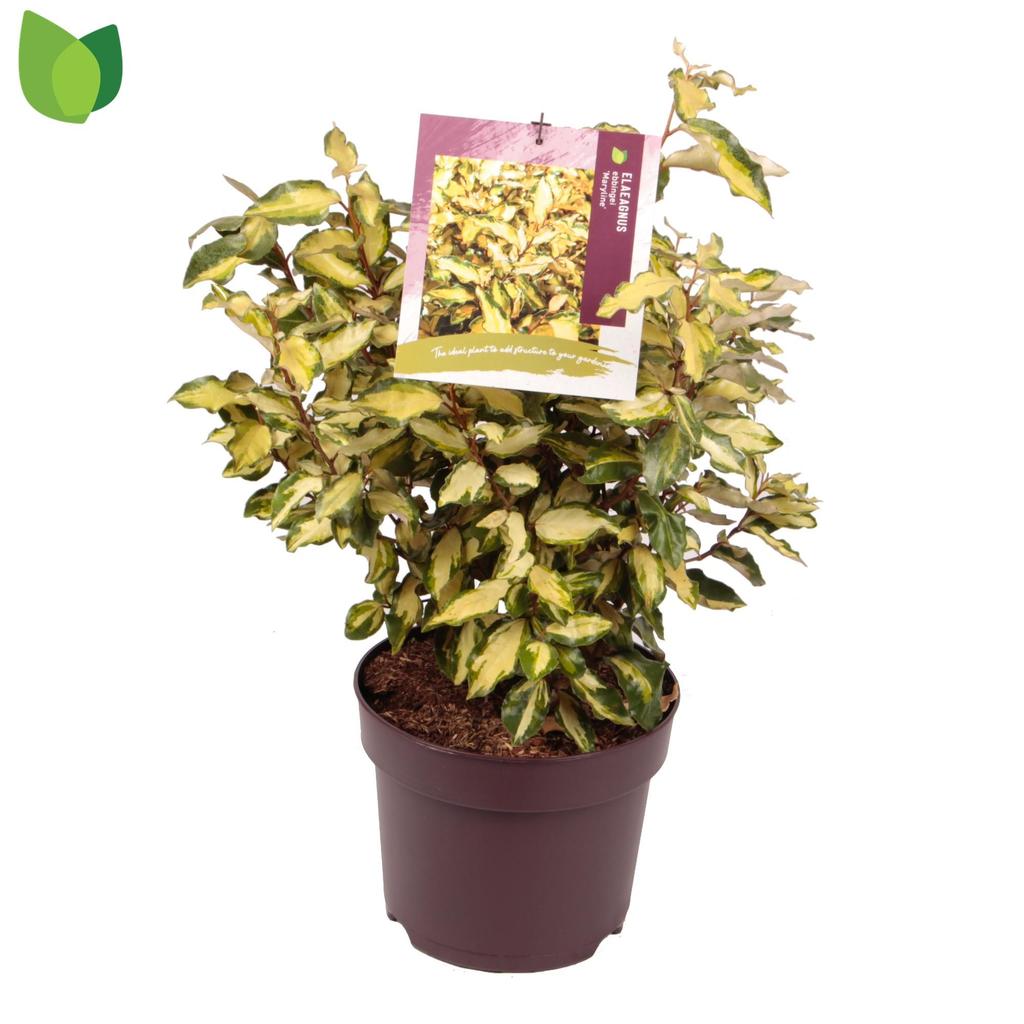 Bild von Elaeagnus ebbingei Maryline P26 (7.5 Ltr)