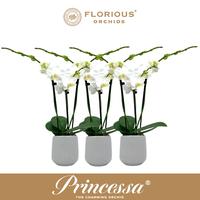 Phalaenopsis hybrid White+Deco pot
