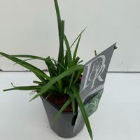 Carex mor. Irish Green