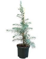 Cedrus deodara