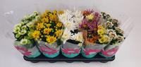 Chrysant Specials in varieties