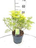 Sambucus nigra Golden Tower®