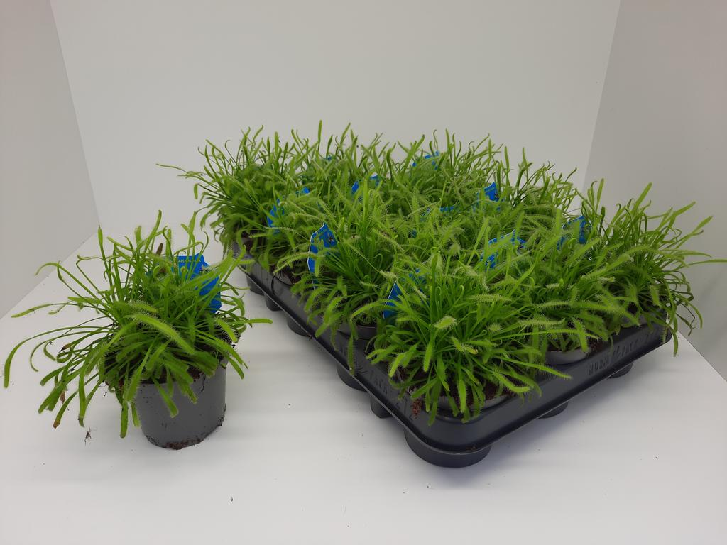 Picture of Drosera Capensis Alba Hybrid (Carnivorous) P9 20CM