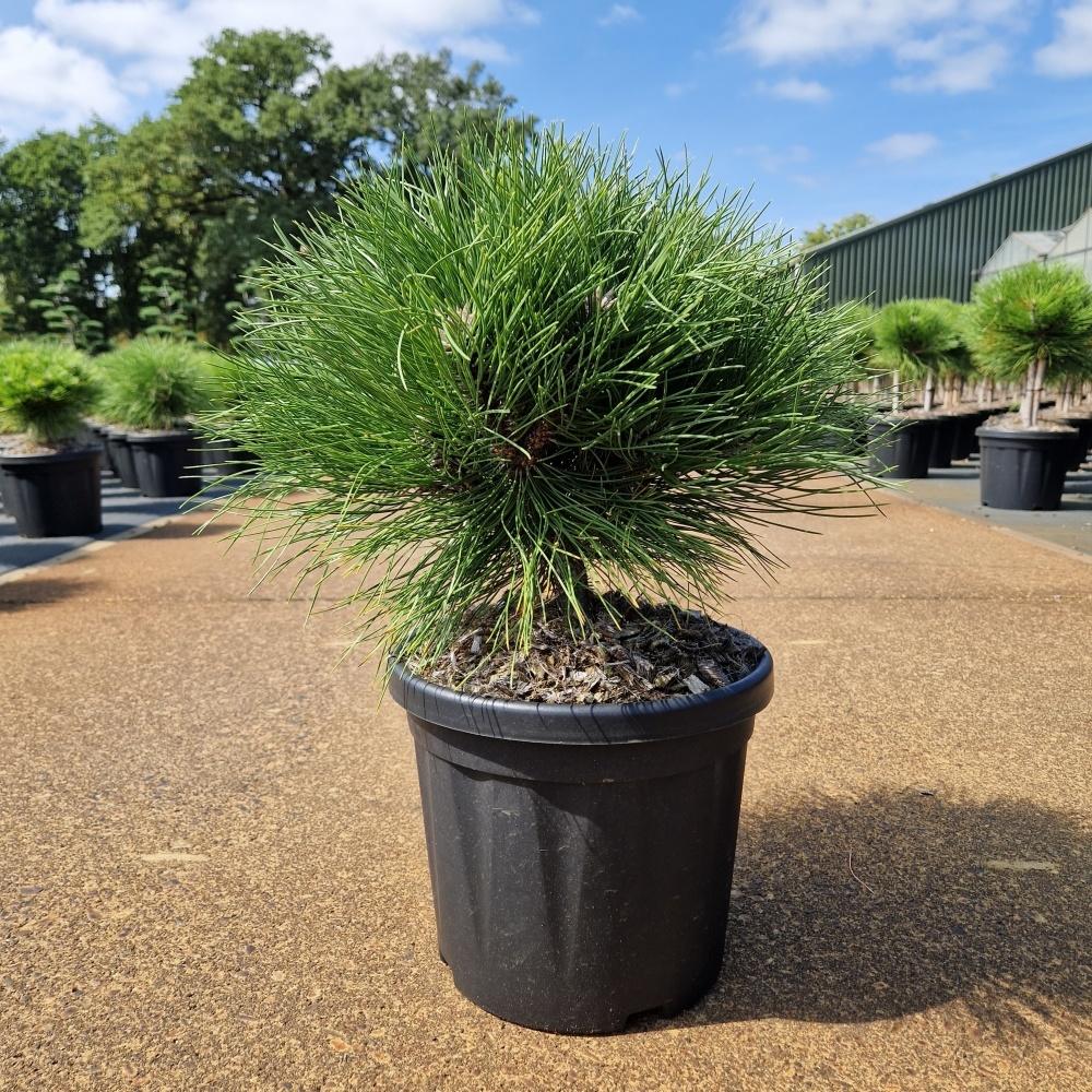 Picture of Pinus nigra Marie Bregeon C6 20/30