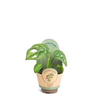 Monstera adansonii