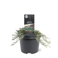 Juniperus hor. Icee Blue