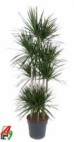 Dracaena marginata 120-carrousel