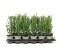 Juniperus scop. Blue Arrow