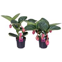 Medinilla Magnifica Lambada 2 etage 3/4 buds