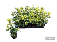 Osmanthus het. Tricolor