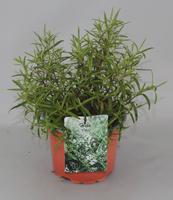 Hebe Kirkii