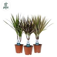 Dracaena marginata in varieties Air so Pure